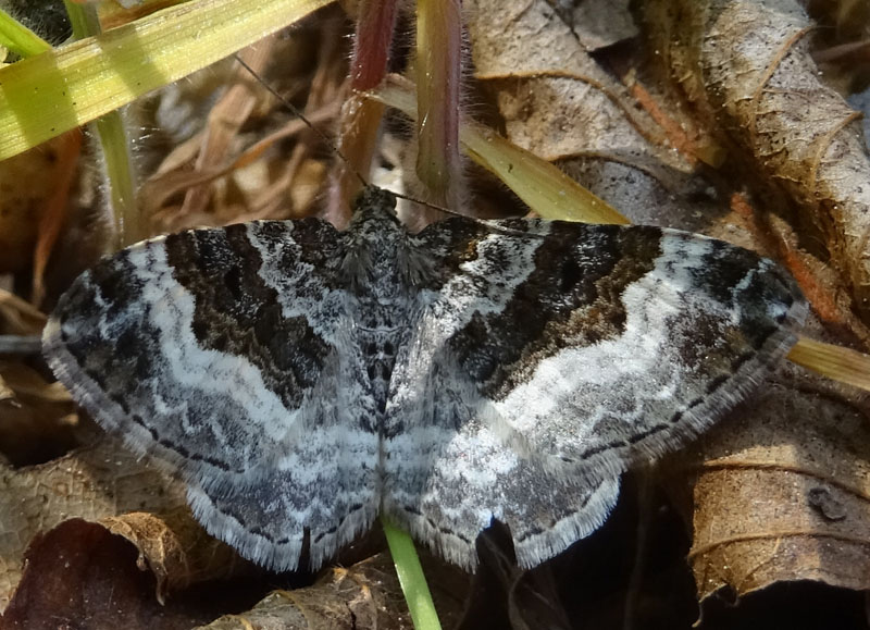 Epirrhoe rivata - Geometridae